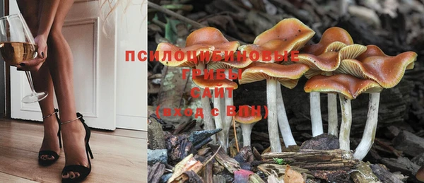 прущие грибы Аркадак